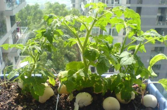 西红柿育苗方法-阳台种菜