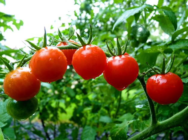 阳台种植西红柿