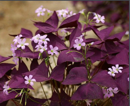 紫叶酢浆草虫害的防治措施