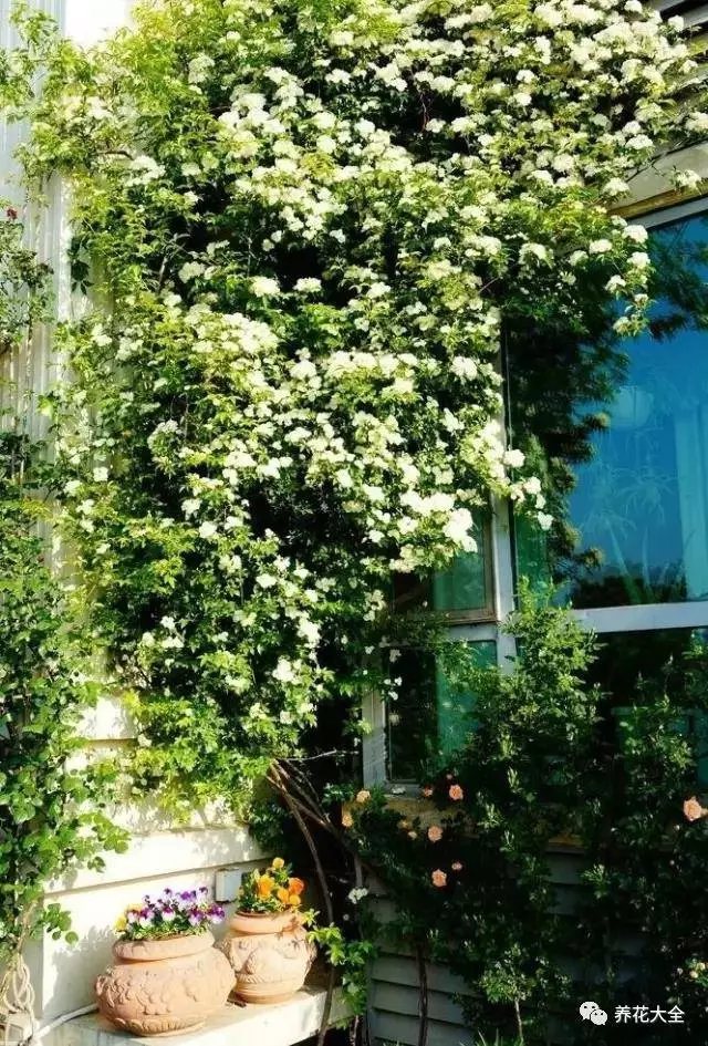 在美丽的海滨小城威海，就有一处这样的小园子。白色的围栏排列整齐，一簇簇玫瑰肆意缠绕。藤本植物密密麻麻爬上门窗，铺成一面花墙。
