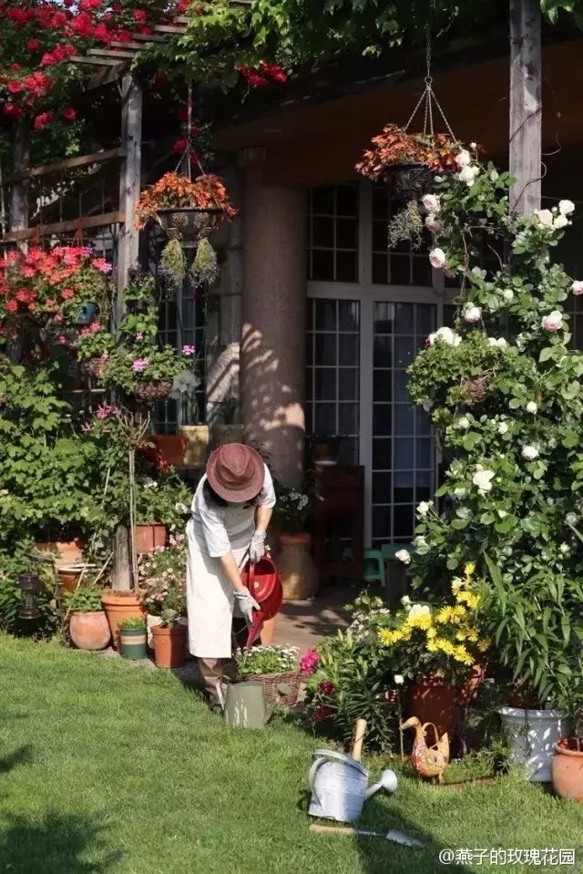 就像塔莎奶奶一样，她也拥有一处精心经营十余年的玫瑰花园。她的家也因此被花友们亲切地称为“燕子的玫瑰花园”。