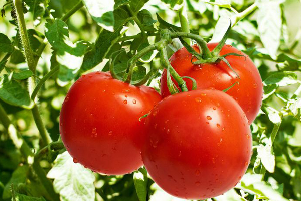 阳台西红柿的种植方法！